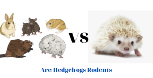 Are Hedgehogs Rodents