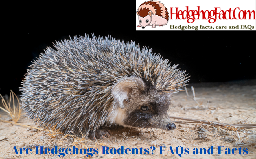 Are Hedgehogs Rodents? FAQs and Facts