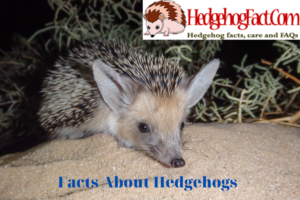 Facts About Hedgehogs