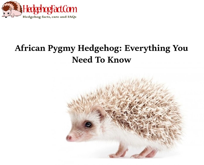 African Pygmy Hedgehog: Everything You Need To Know