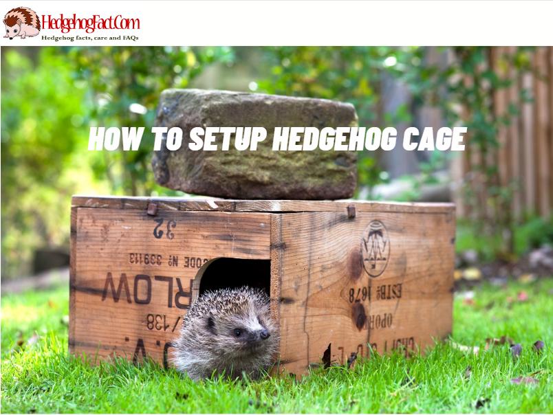 How To Setup Hedgehog Cage
