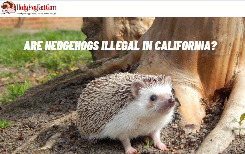 Are Hedgehogs Illegal In California?