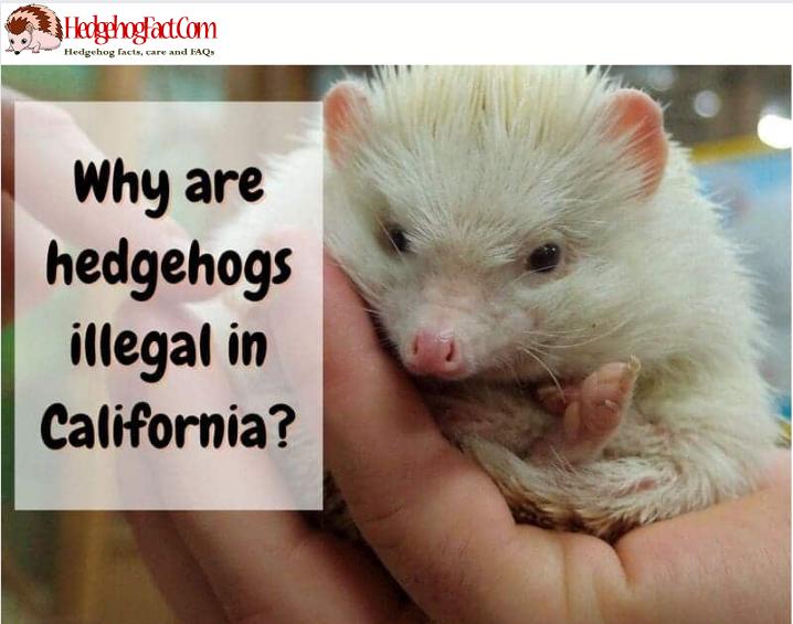 Hedgehogs are considered pests in California