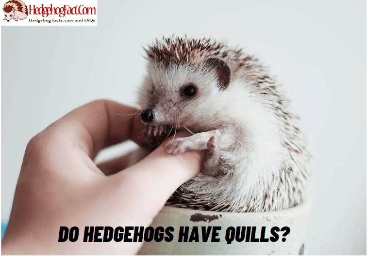 Do Hedgehogs Have Quills?