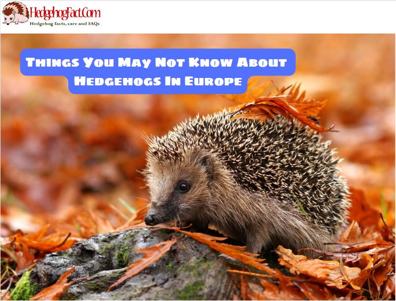 Things You May Not Know About Hedgehogs In Europe