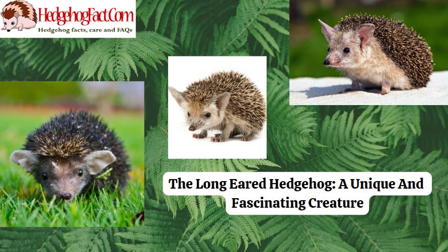 The Long Eared Hedgehog: A Unique And Fascinating Creature
