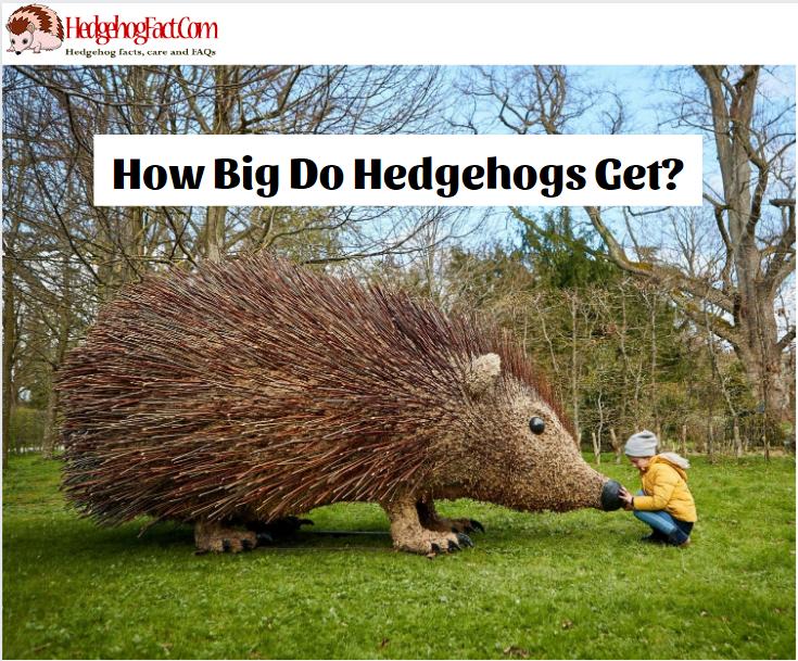 How Big Do Hedgehogs Get?