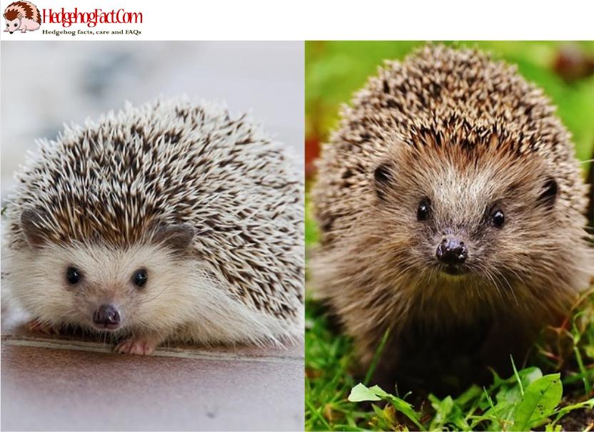 Wild vs. Domesticated Hedgehog Size