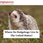 Where Do Hedgehogs Live In The United States?