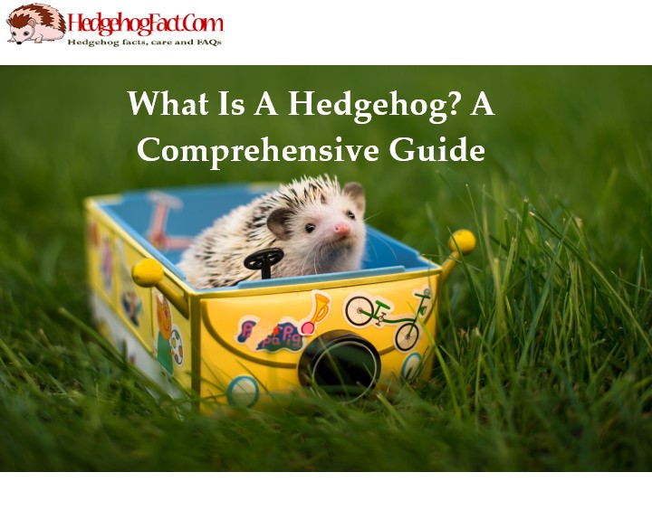 What Is A Hedgehog? A Comprehensive Guide