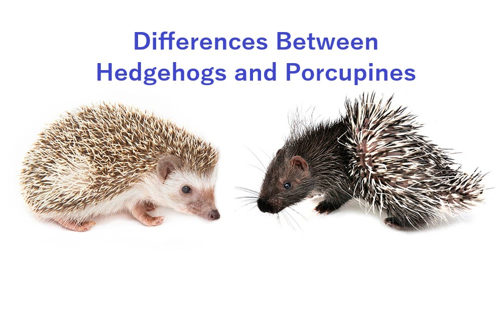 Differences Between Hedgehogs and Porcupines