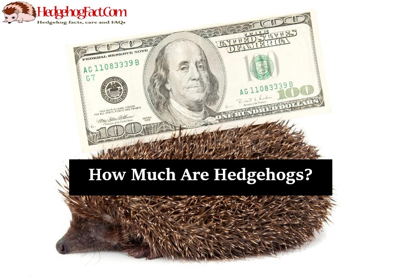 How Much Are Hedgehogs?