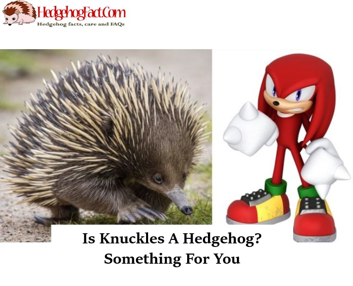 Is Knuckles A Hedgehog? Something For You