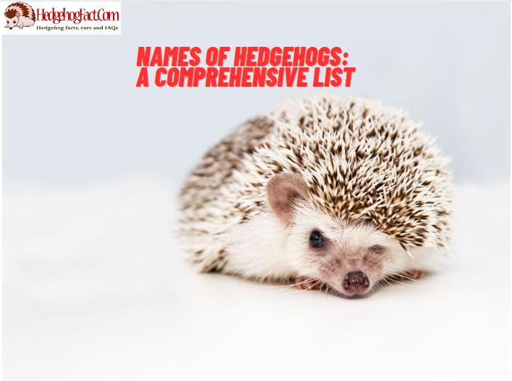 Names Of Hedgehogs: A Comprehensive List