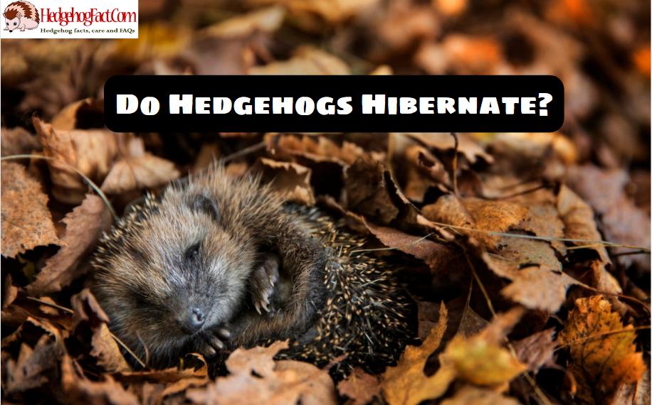 Do Hedgehogs Hibernate?