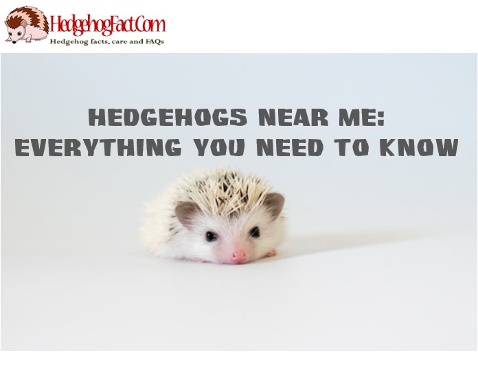 Hedgehogs Near Me: Everything You Need To Know