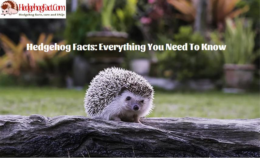 Hedgehog Facts: Everything You Need to Know