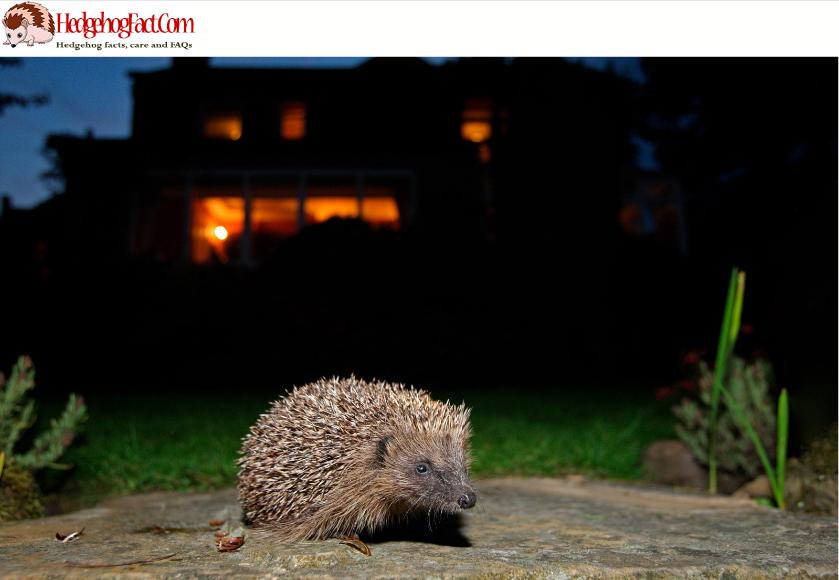 Are hedgehogs nocturnal?