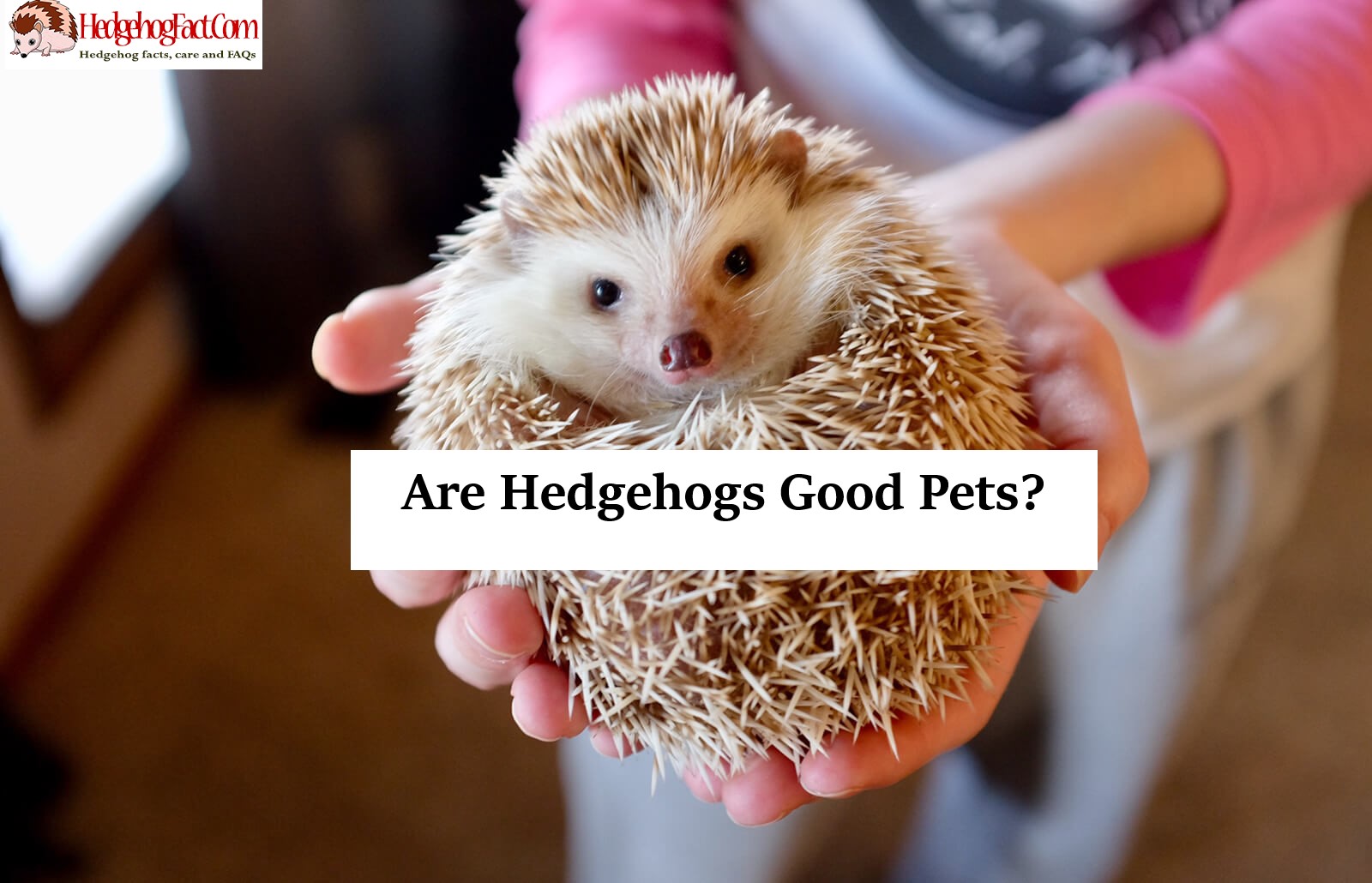 Are Hedgehogs Good Pets?