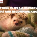 Where To Buy A Hedgehog: Tips And Recommendations