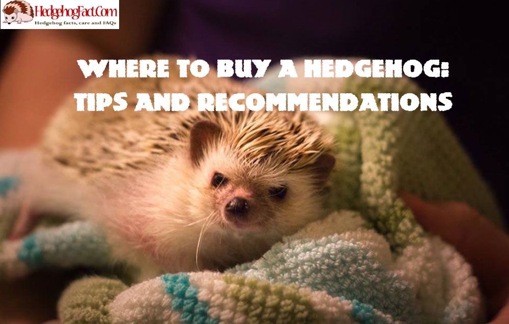 Where To Buy A Hedgehog: Tips And Recommendations