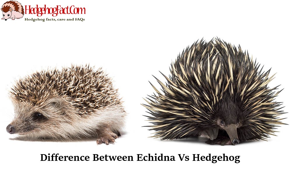 Difference Between Echidna Vs Hedgehog