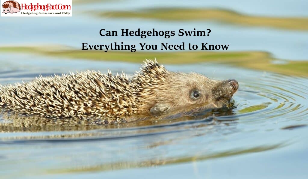 Can Hedgehogs Swim? Everything You Need to Know