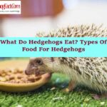 What Do Hedgehogs Eat? Types Of Food For Hedgehogs