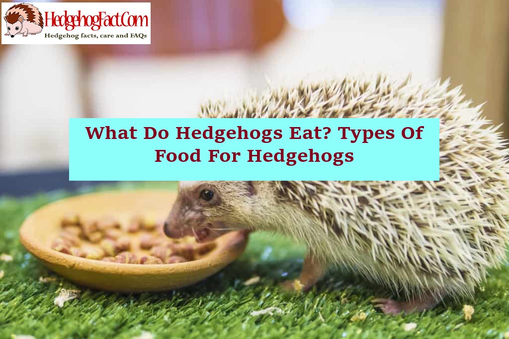 What Do Hedgehogs Eat? Types Of Food For Hedgehogs