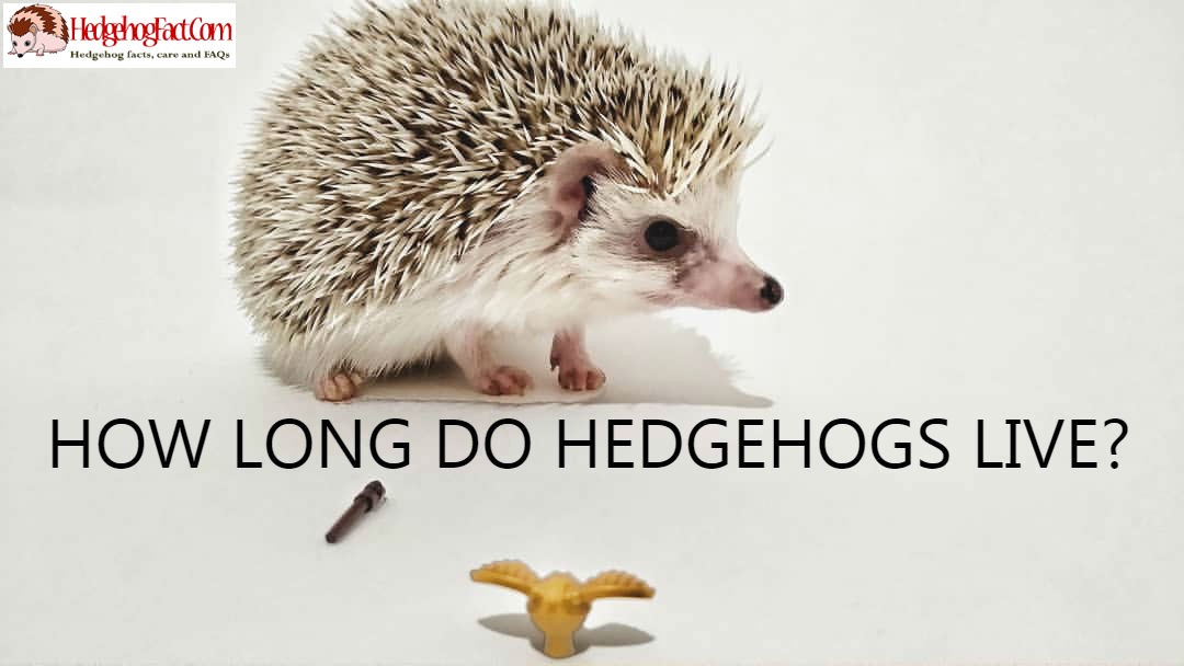 How Long Do Hedgehogs Live?