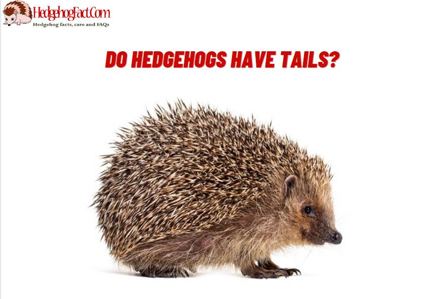 Do Hedgehogs Have Tails?