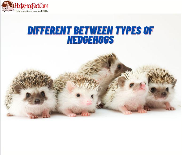 Different Between Types Of Hedgehogs