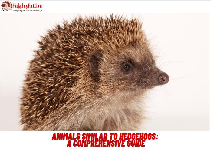 Animals Similar To Hedgehogs: A Comprehensive Guide