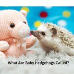 What Are Baby Hedgehogs Called?
