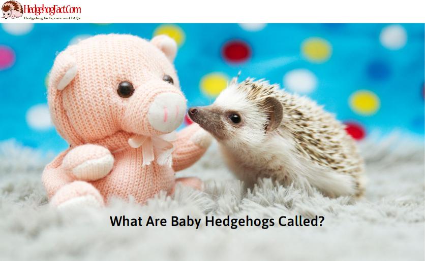 What Are Baby Hedgehogs Called?