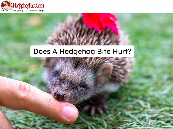 Does A Hedgehog Bite Hurt?