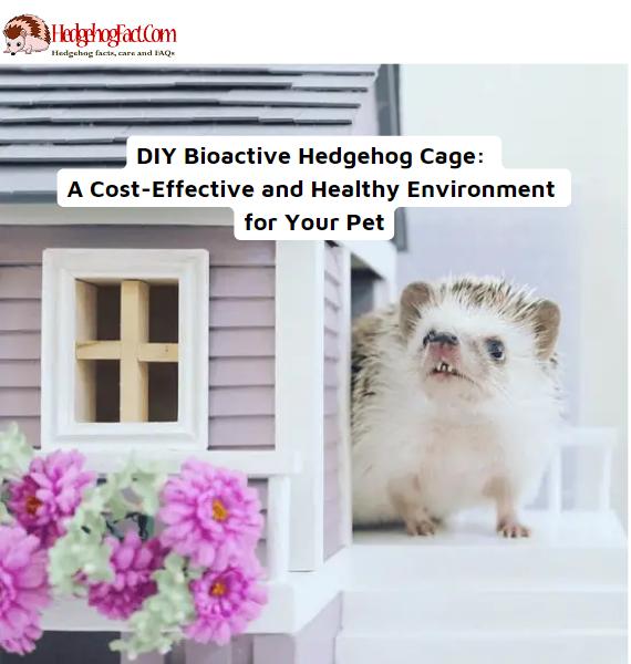 DIY Bioactive Hedgehog Cage: A Cost-Effective and Healthy Environment for Your Pet