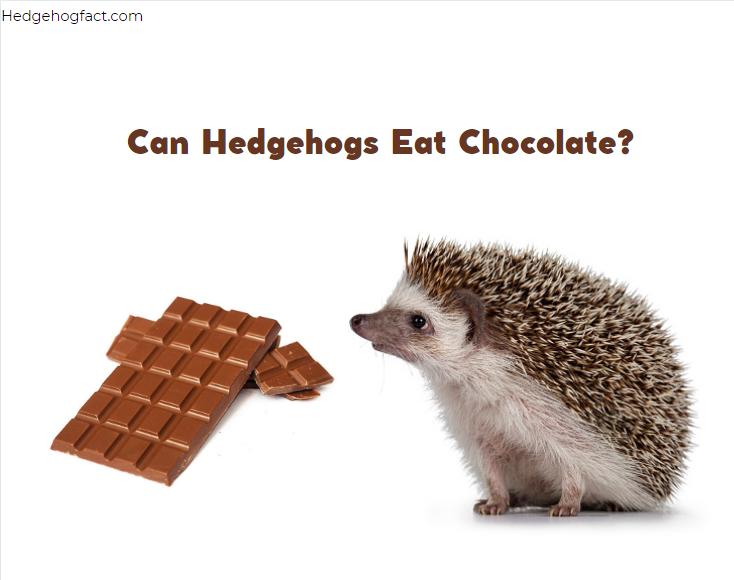 Can Hedgehogs Eat Chocolate?