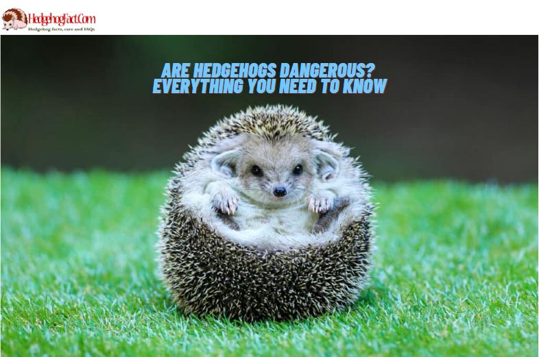Are Hedgehogs Dangerous? Everything You Need To Know