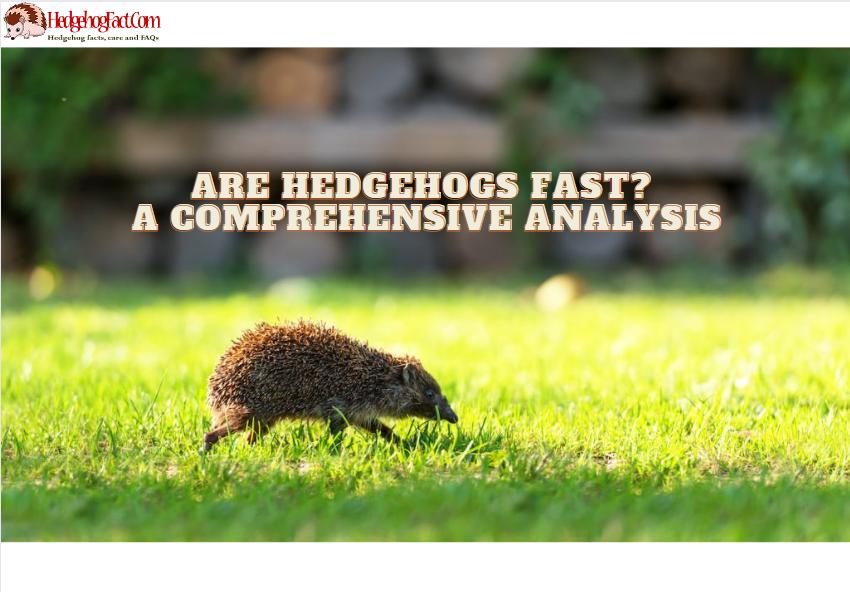 Are Hedgehogs Fast? A Comprehensive Analysis