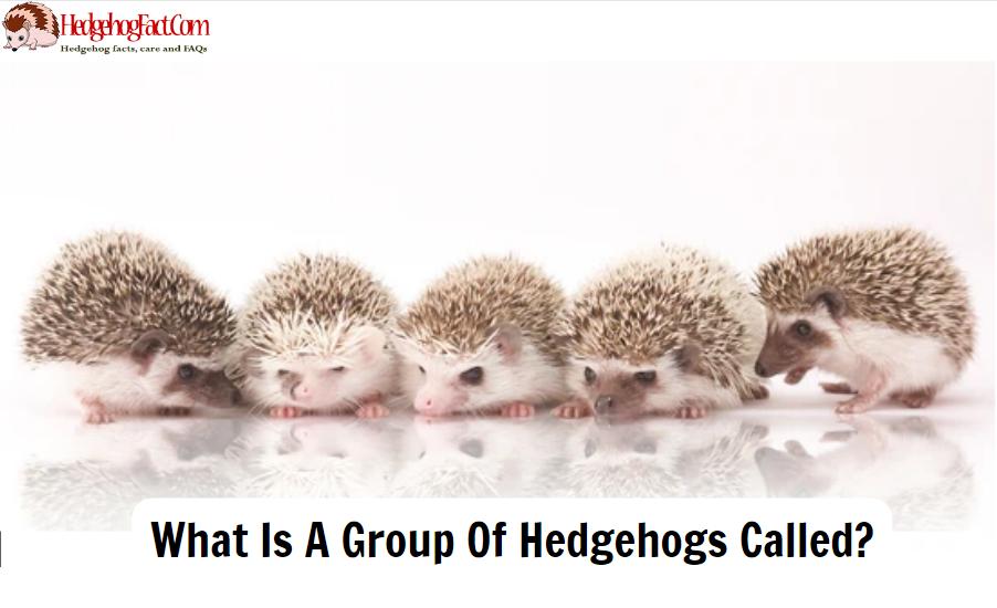 What Is A Group Of Hedgehogs Called?