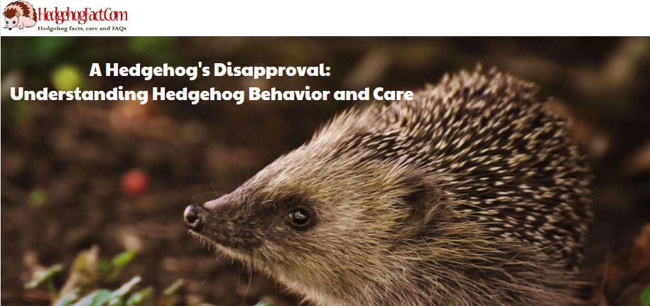 A Hedgehog's Disapproval: Understanding Hedgehog Behavior and Care