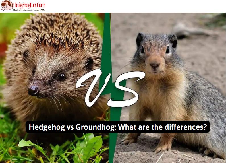 Hedgehog vs Groundhog: What are the differences?