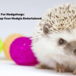 Toys For Hedgehogs: 6 Options to Keep Your Hedgie Entertained
