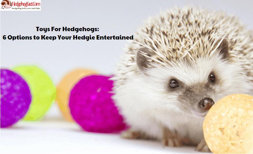 Toys For Hedgehogs: 6 Options to Keep Your Hedgie Entertained