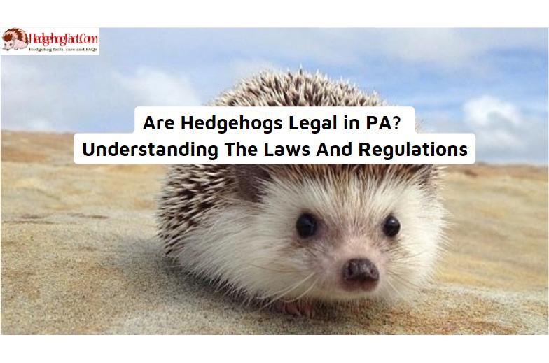 Are Hedgehogs Legal in PA? Understanding The Laws And Regulations