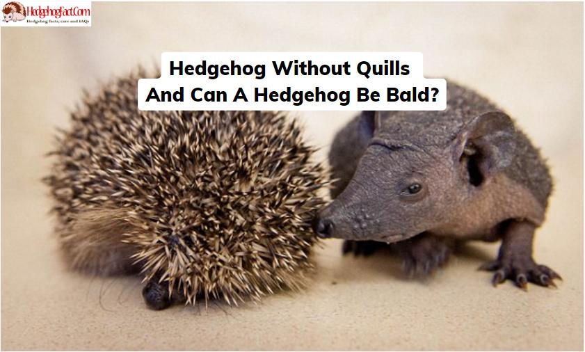 Hedgehog Without Quills And Can A Hedgehog Be Bald?