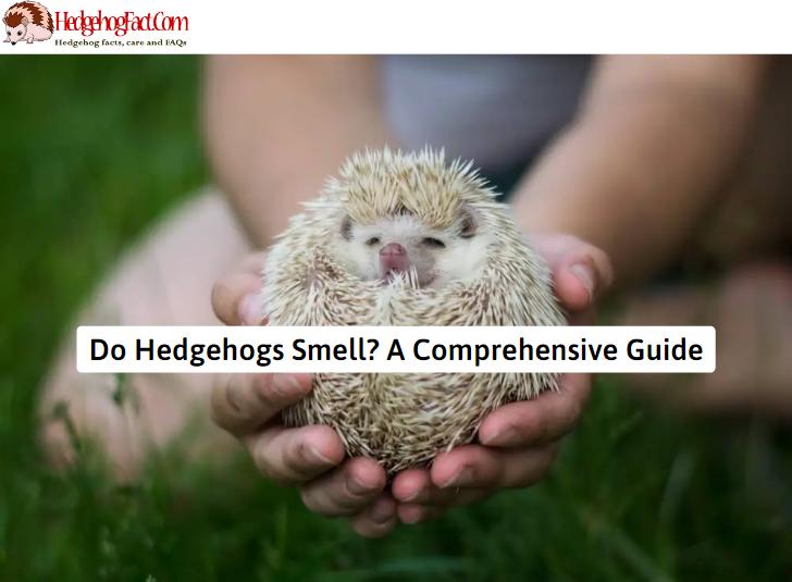 Do Hedgehogs Smell? A Comprehensive Guide