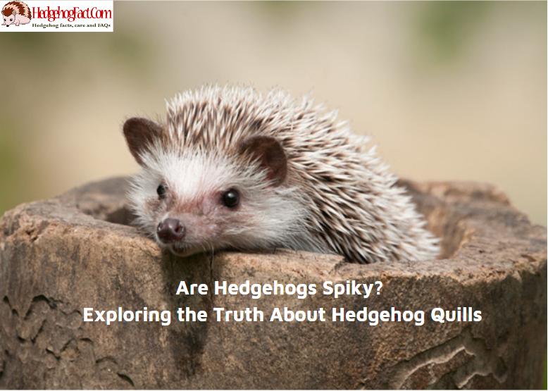 Are Hedgehogs Spiky? Exploring the Truth About Hedgehog Quills