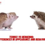 Tenrec vs Hedgehog: Differences in Appearance and Behavior